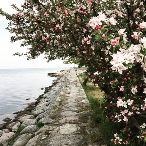 Sköna maj i Kivik. Övernattning med tvårättersmeny 